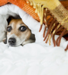 טיפול תרופתי לבעלי חיים - תמונת המחשה